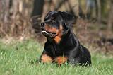 ROTTWEILER 521